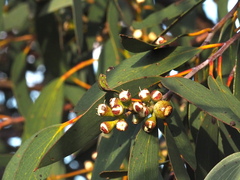 Eucalyptus pauciflora