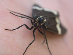 Nyctemera annulata × amicus