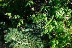 Cardiospermum grandiflorum