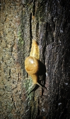 Megaustenia imperator