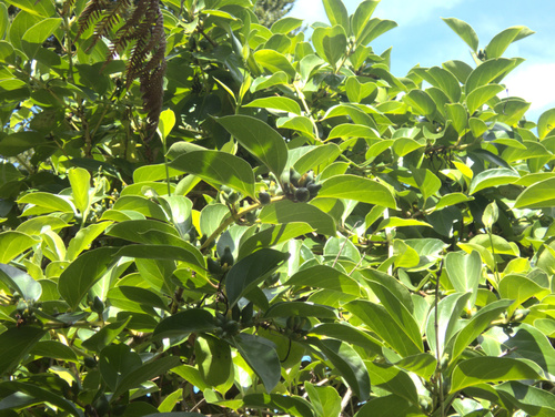 Lonicera hildebrandtiana