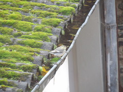 Motacilla alba alba