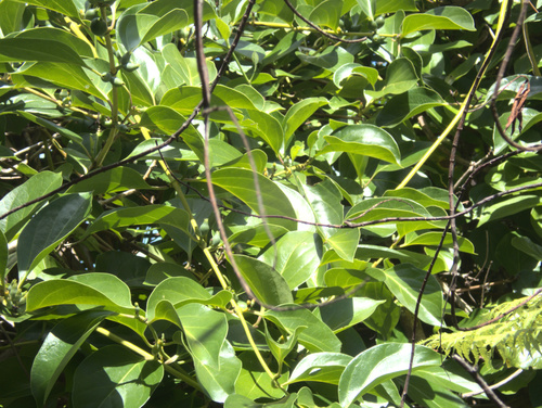 Lonicera hildebrandtiana, photograph 2