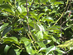 Caprifoliaceae