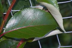 Populus yunnanensis