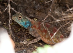 Agama bibronii