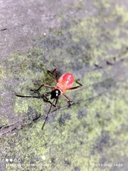 Dysdercus decussatus