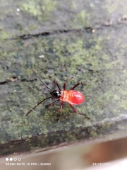 Dysdercus decussatus