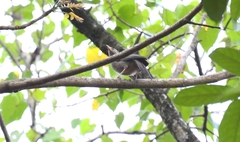 Argya striata