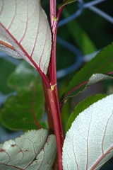 Populus yunnanensis