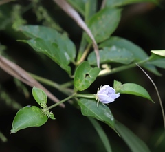 Lycianthes