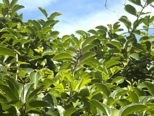 Lonicera hildebrandtiana, photograph 3