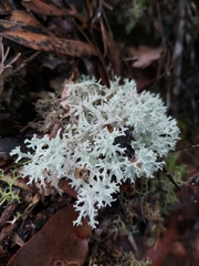 Pulchrocladia retipora