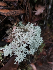 Pulchrocladia retipora