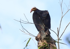 Cathartes melambrotus