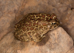 Sclerophrys mauritanica