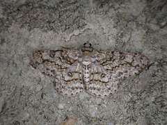 Ascotis reciprocaria