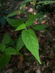 Abutilon oxycarpum