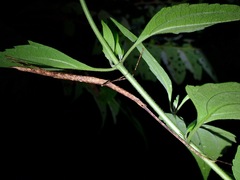 Rhamphosipyloidea