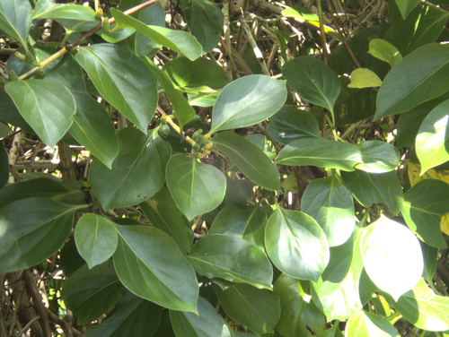 Lonicera hildebrandtiana, photograph 1