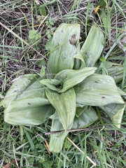 Himantoglossum hircinum