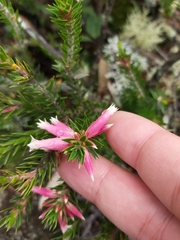 Epacris calvertiana versicolor