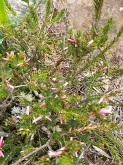 Epacris calvertiana versicolor