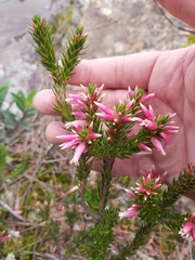 Epacris calvertiana versicolor