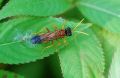 Tenthredo campestris