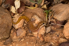 Saurodactylus elmoudenii