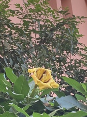 Solandra maxima