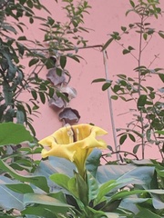 Solandra maxima