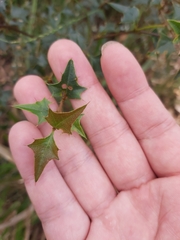 Podolobium ilicifolium