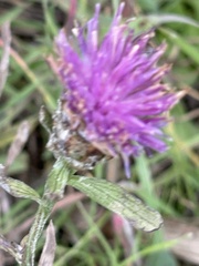 Centaurea nigra