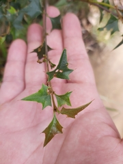 Podolobium ilicifolium