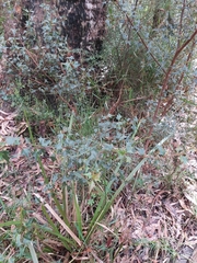 Podolobium ilicifolium