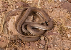 Psammophis schokari