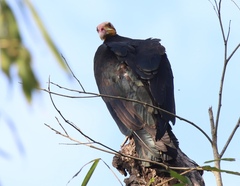 Cathartes melambrotus