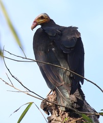 Cathartes melambrotus