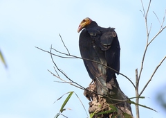 Cathartes melambrotus