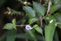 Lycianthes