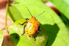 Brontocoris tabidus