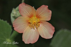 Callianthe pauciflora