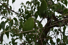 Amphilophium carolinae