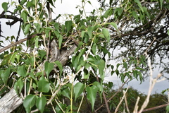 Amphilophium carolinae