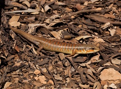 Eumeces algeriensis