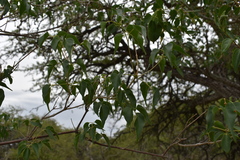 Amphilophium carolinae