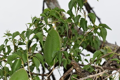 Amphilophium carolinae