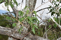 Amphilophium carolinae