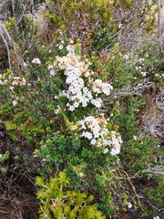 Epacris serpyllifolia